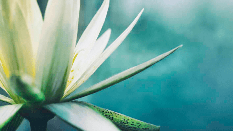 Harmony House Healing Gatineau photo