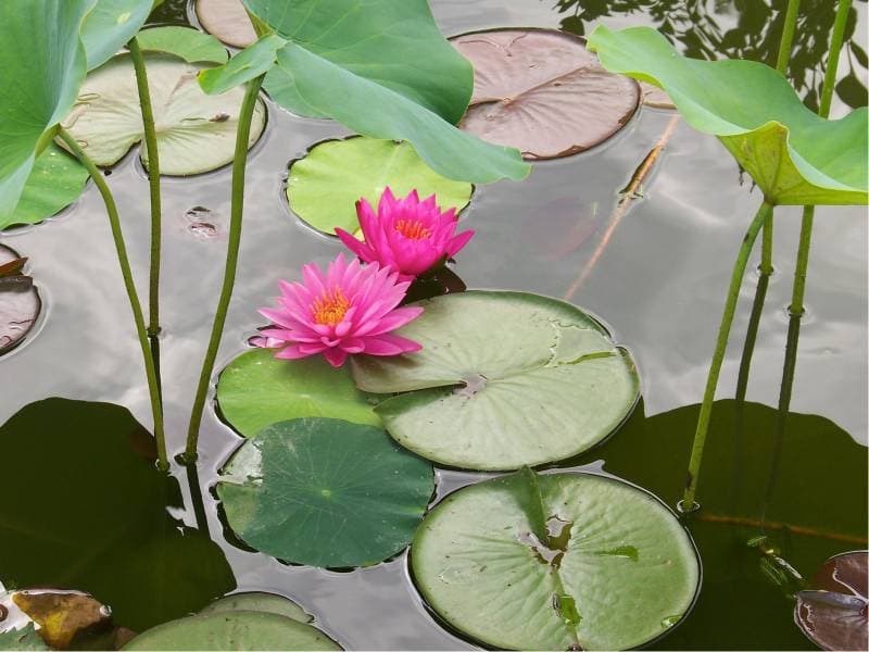 Harmony Massage and Bodywork / Renae Huntwork LMT Norfolk photo