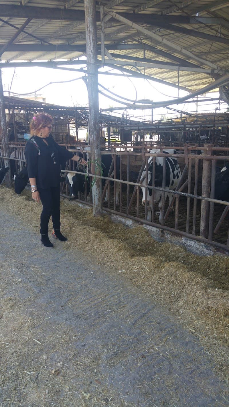 Healing Touch Chaya Mizrahi Kiryat Ata photo