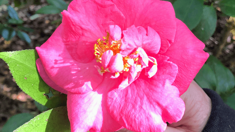 Heavenly Hands Massage Therapy Spartanburg photo