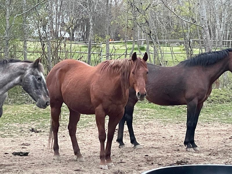 Hestaband by Christa Veinotte, Equine Massage Therapist Truro photo