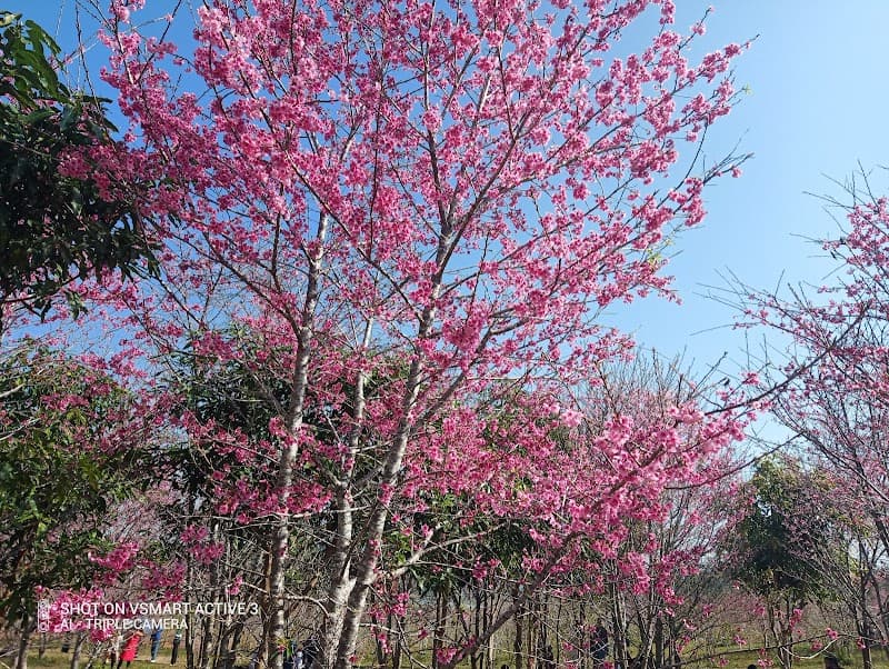 Hoa Anh Đào - Thái Bình photo