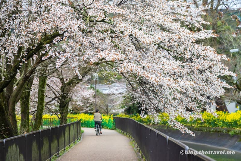 Hohoemi Ganbanyoku Kyoto City Yamashina Ward photo