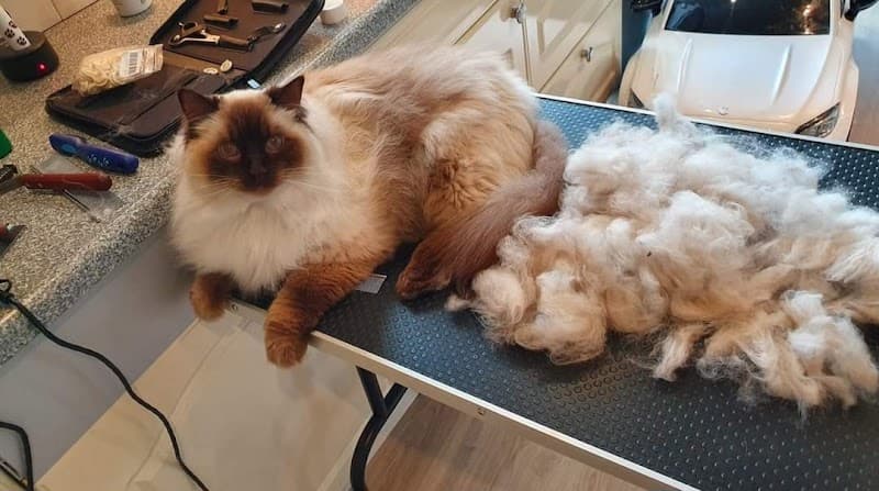 Hondenmassage Volendam en Dieren Speel-o-theek photo