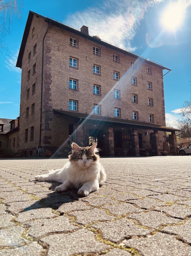 Hôtel Spa Le Moulin De La Wantzenau Strasbourg photo