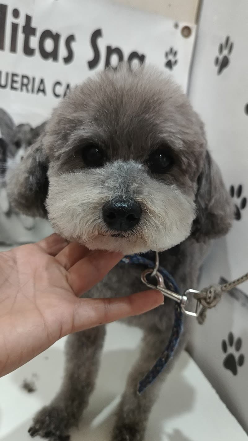 HuellitasSpa San Carlos de Bariloche photo