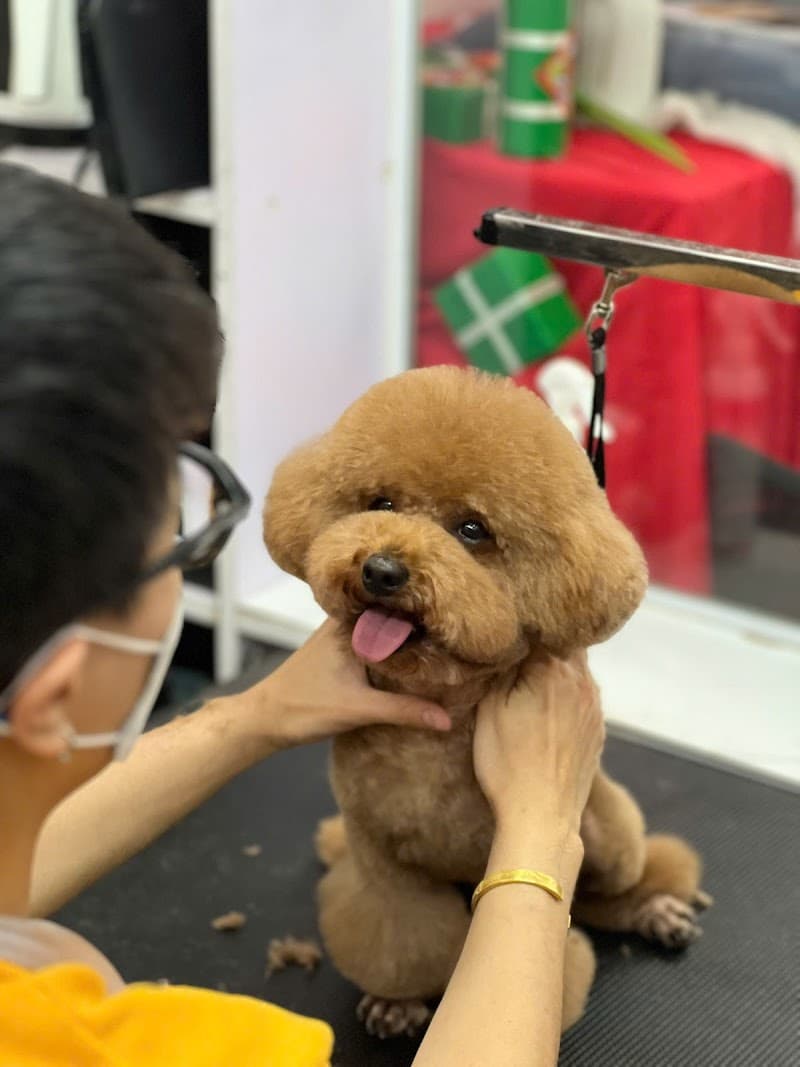 ILU PET - Tiệm Thú Cưng - Spa & Hotel Quận Cầu Giấy photo