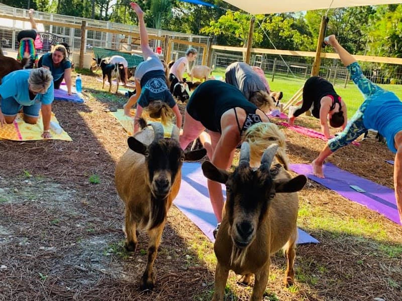 Island Yoga Pine Island Bokeelia photo