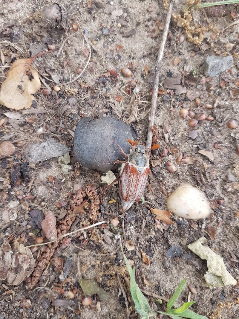 Jeanine Arendsen-Westerveld Brinkheurne photo