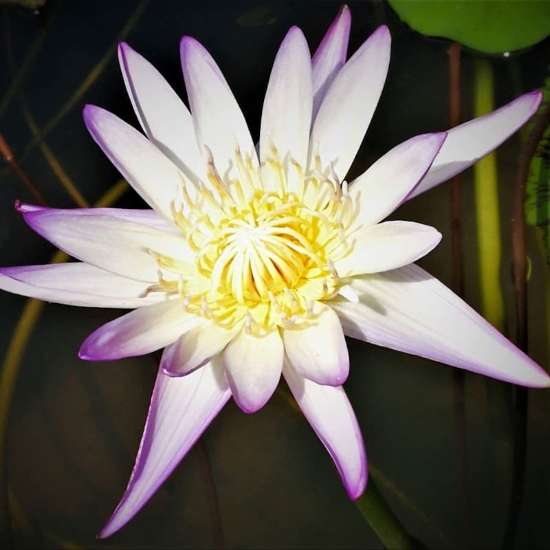 Jin Traditional Thai Massage Warwick photo