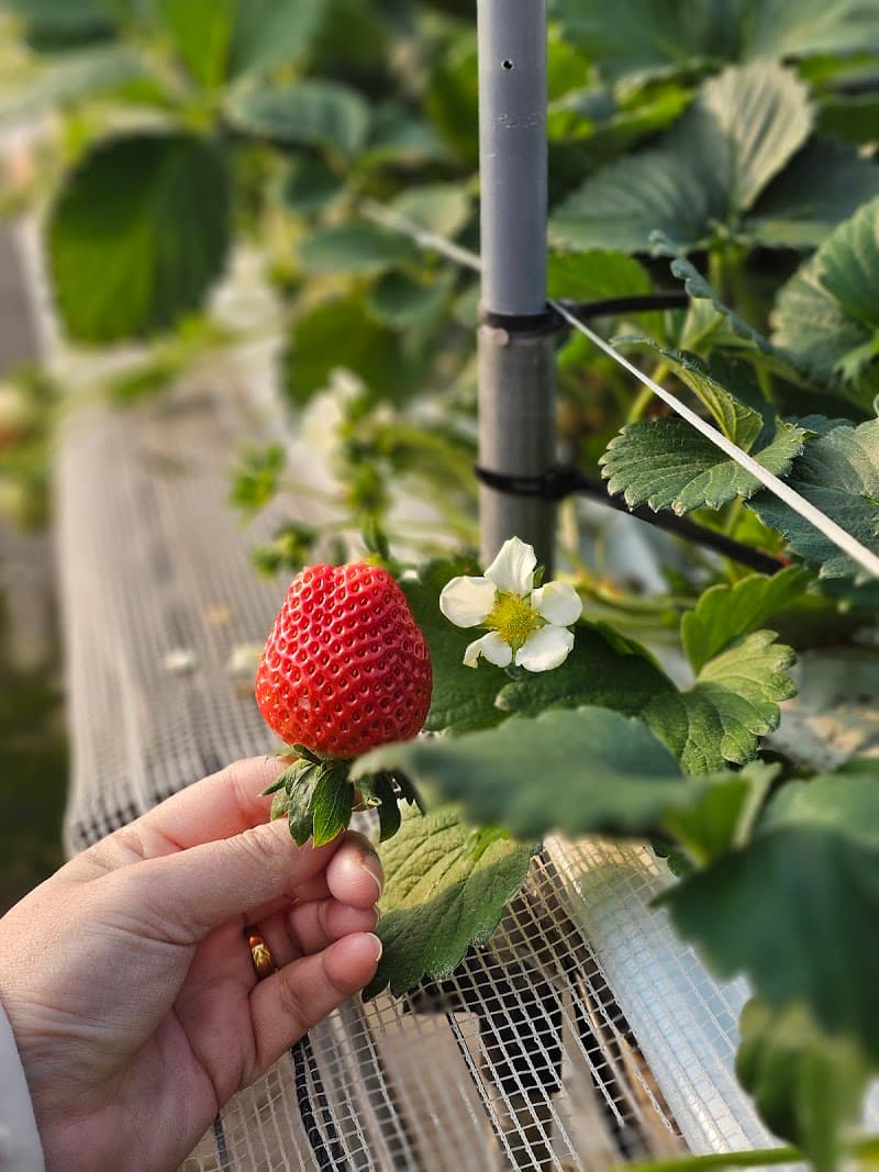 Jubiran Hanamomo Chikushino City photo