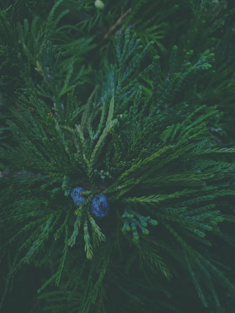 Juniper Moon Aesthetics Verona photo