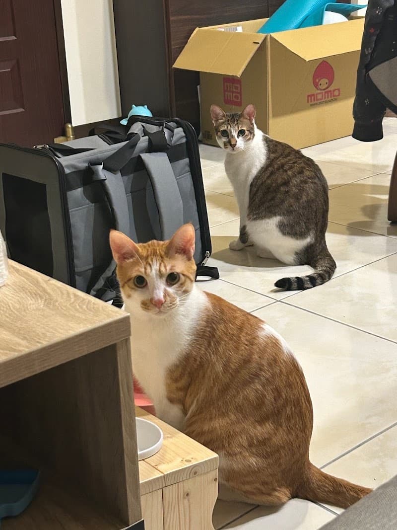 Kiss Pet Spa Intimate Pet Exquisite Beauty Fashion Hotel New Taipei City photo