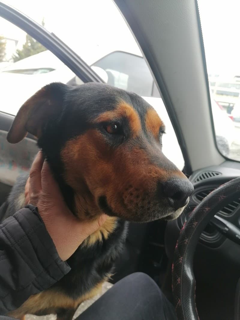 Köpek Barınağı Yenimahalle photo