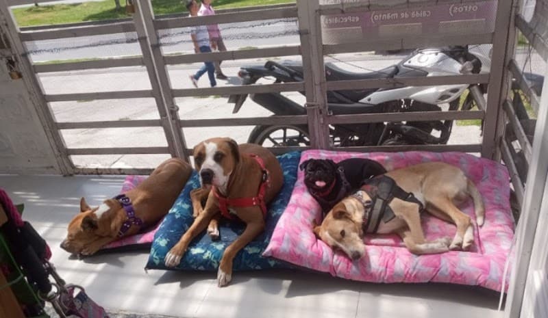 Koquetos Spa & Grooming Canino Soacha photo