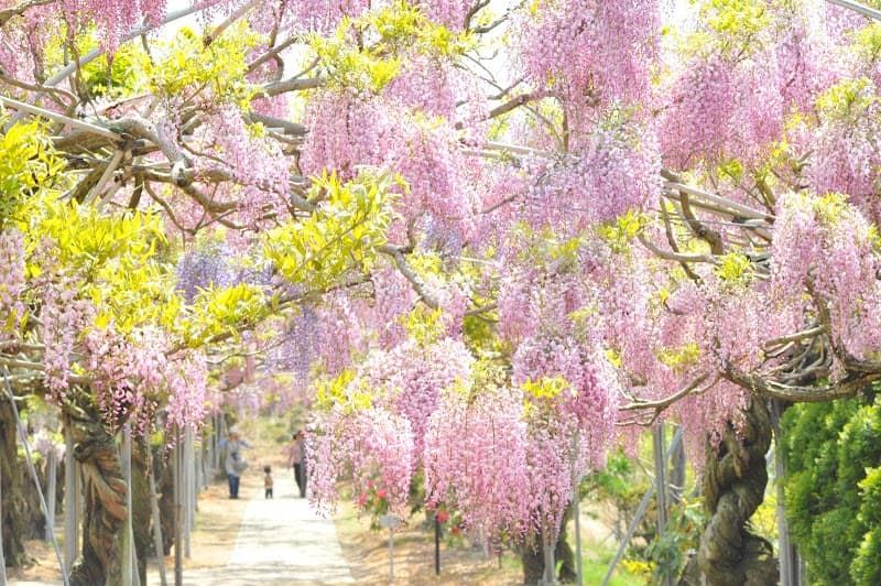 Kurpark Seranishi Sera Town, Sera District photo