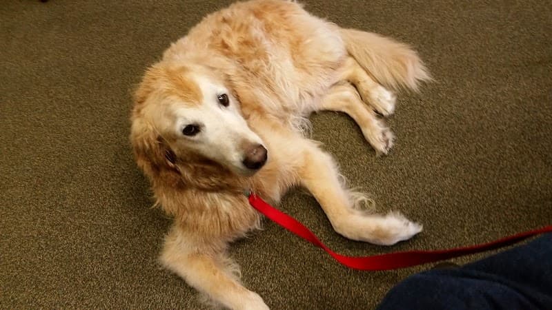 La Paw Spa Sequim photo