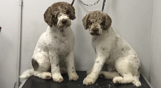 La spa di FEM Pavia photo