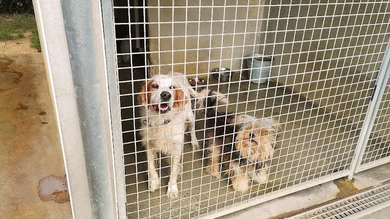 La SPA - Refuge de Saint Pierre du Mont Saint-Pierre-du-Mont photo