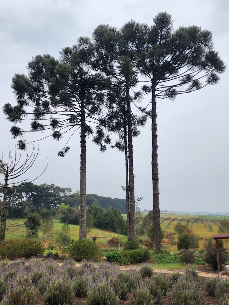 Lavandario Vale dos Sonhos Palmeira photo