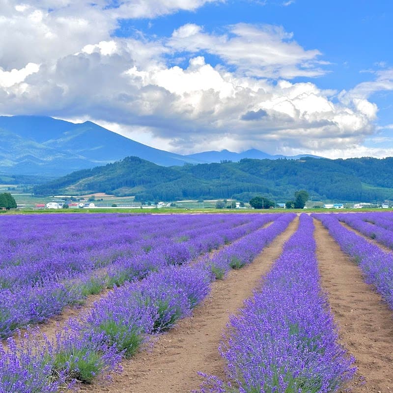 Lavender East no Yu Kamifurano Town photo