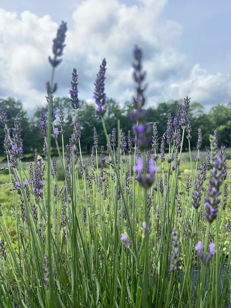 Lavender Skye Williamstown photo