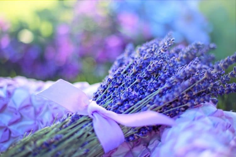 Lavender Suite Massage and Facial Spa Orange Park photo