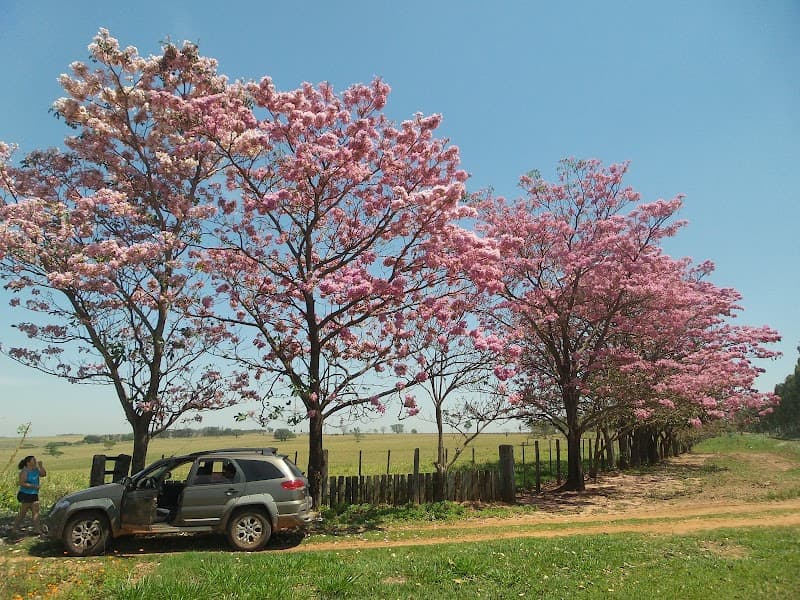 Lavínea Limeira photo