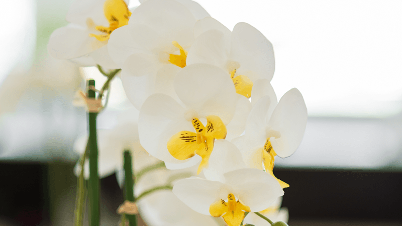 Le Spa Esthetics Ridgefield photo