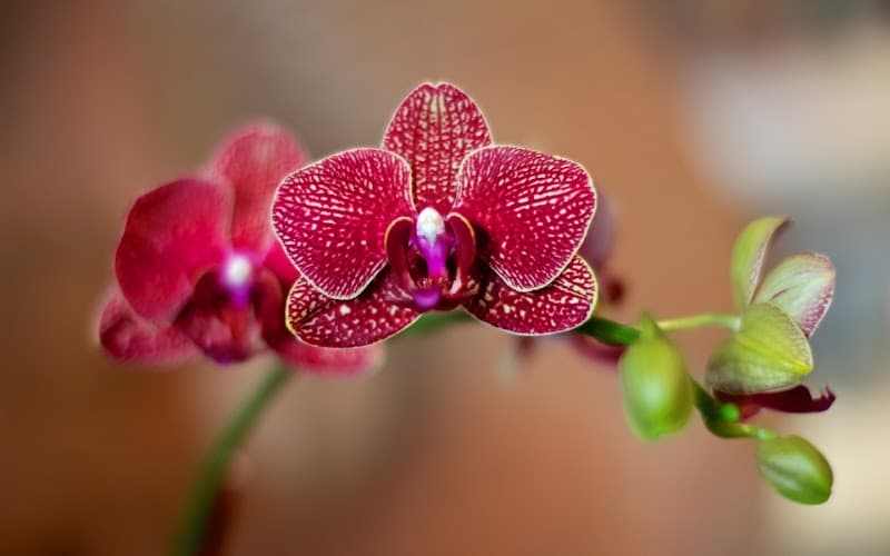 Ling Ling Beauty New York photo