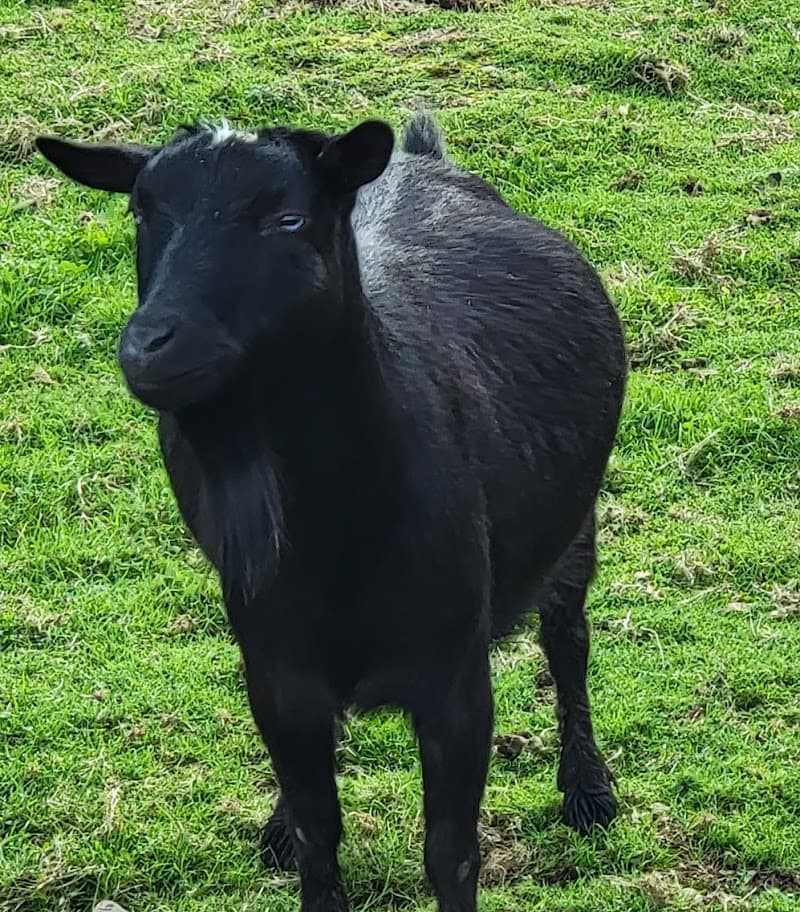Little Goat Girls Ellensburg photo