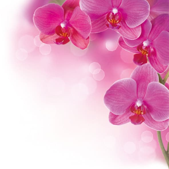 Lomi - oily whole body Hawaiian massage Berlin photo