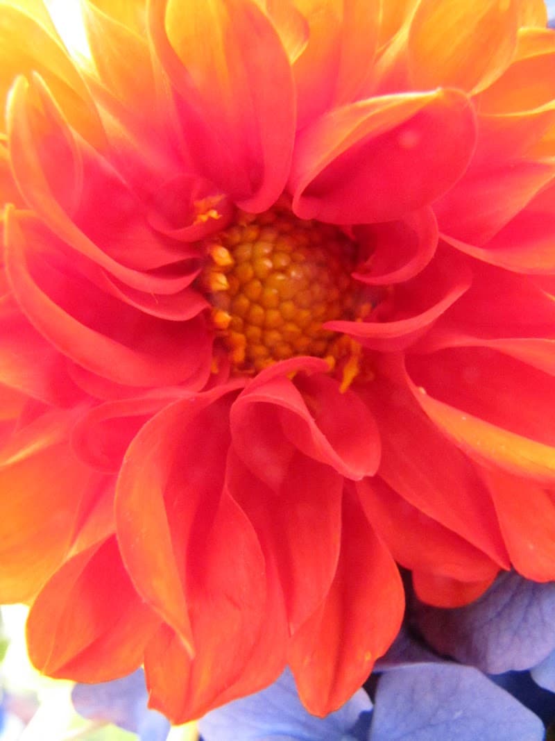 Longmont Healing Arts Collective LLC photo