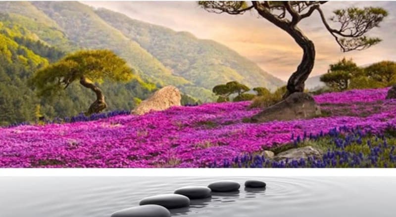 Lotus Spa & Sauna Largo photo