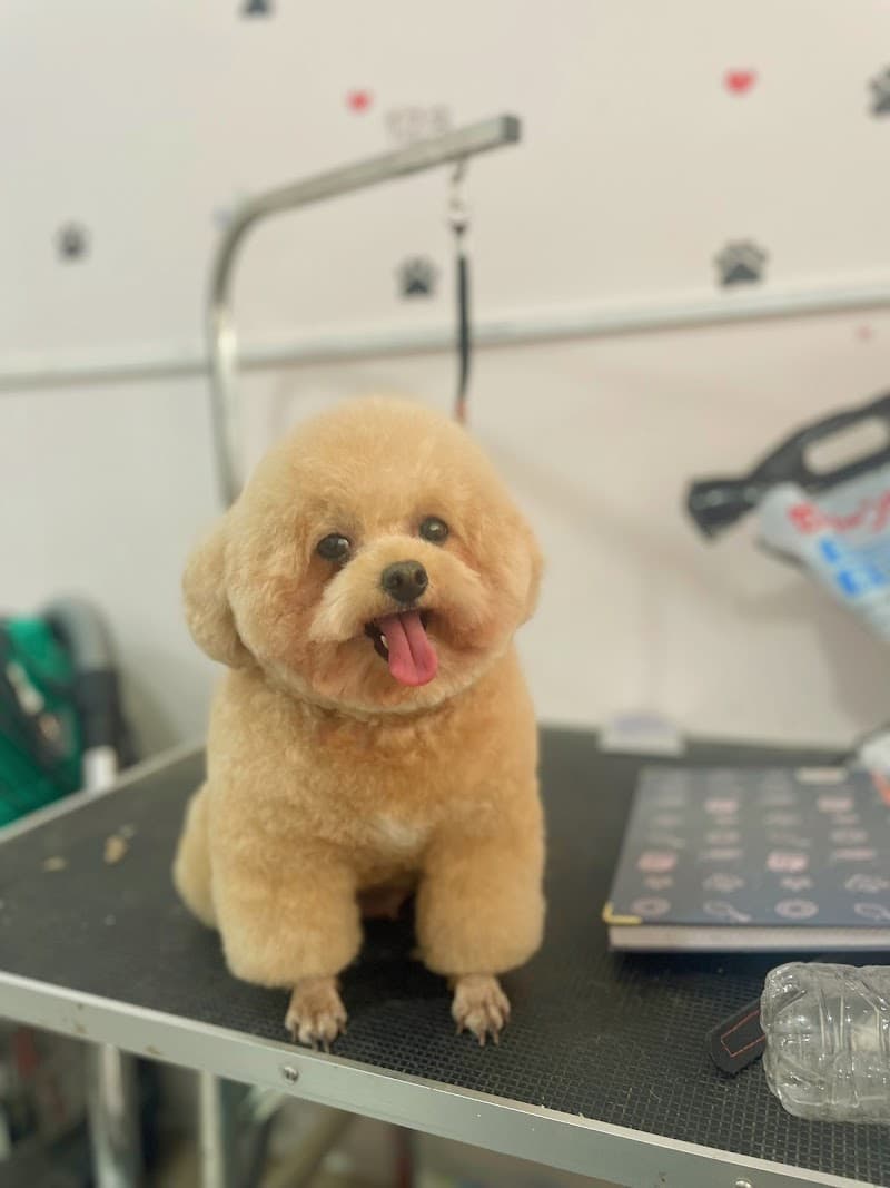 Lucky Pet Tân Uyên - Tiệm Chăm Sóc Thú Cưng. Thị Xã Tân Uyên photo