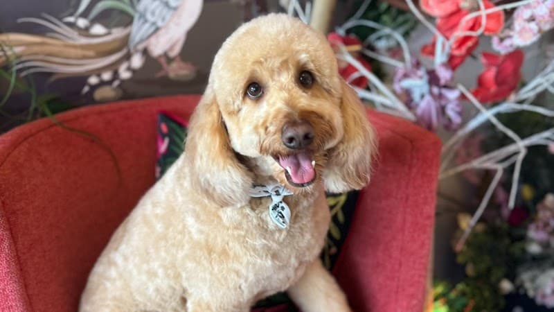 Edgewater lulu's pet spa photo