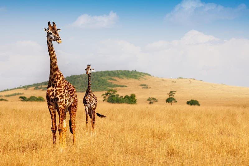 Maasai Mara National Reserve Masai Mara photo