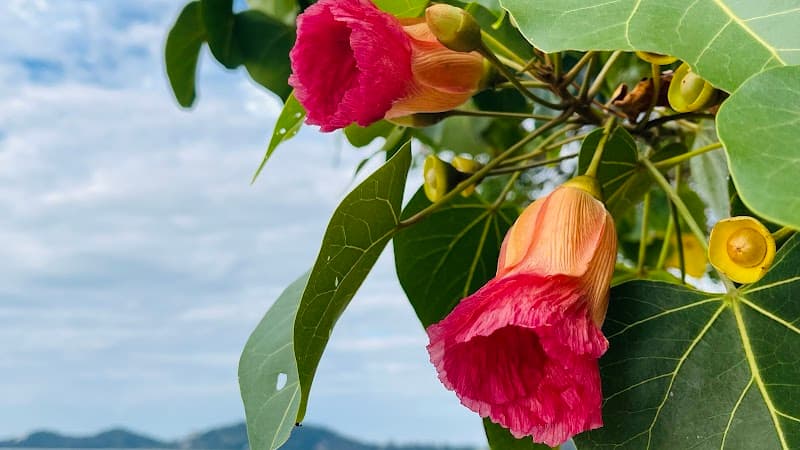 Mae Ratri Thai Traditional Massage Kranau photo