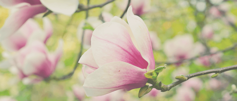 Magnolia: A Wellness & Beauty Collective Montauk photo