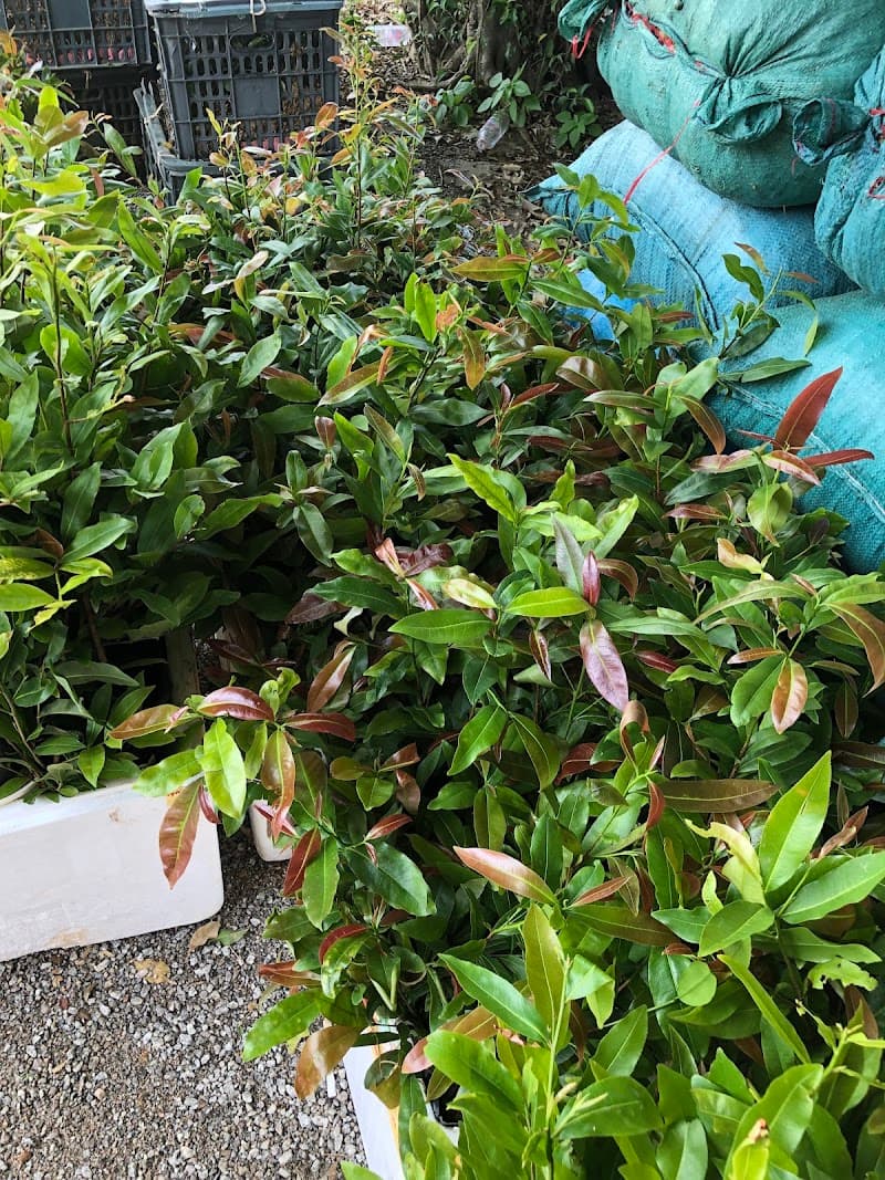 MAI VÀNG SPA International. Nam Định photo