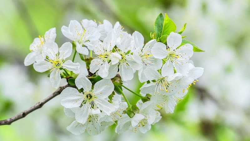 Majestic Beauty Spa PLLC Buckeye photo