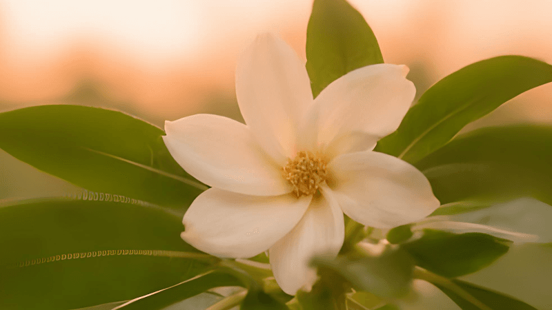 Mali Traditional Thai Massage and Spa Nakhon Si Thammarat photo