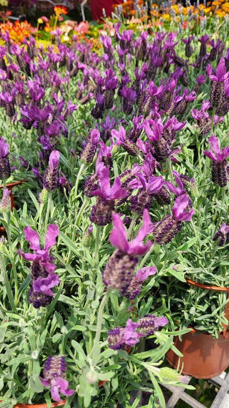 Manman SPA Aesthetics Taoyuan City photo