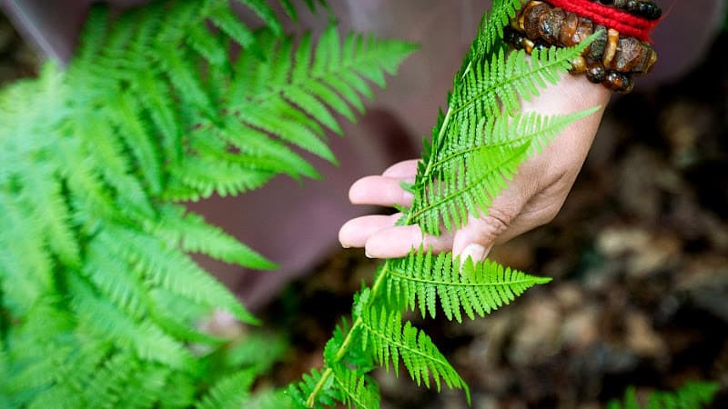 Māras dārza pirtiņa Kazdanga photo