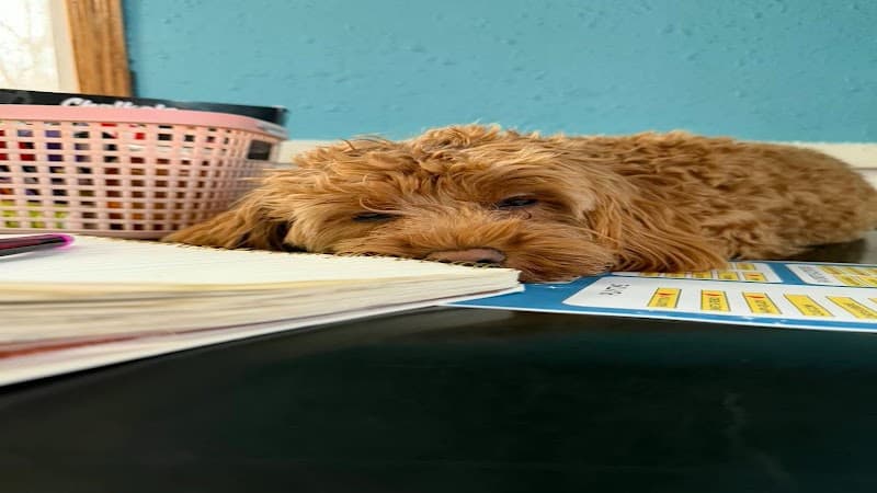 Marcie's Pet Spa Ripon photo
