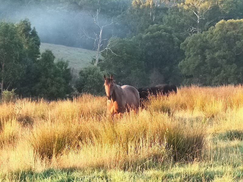 Maree's Equine Therapy Stony Creek photo