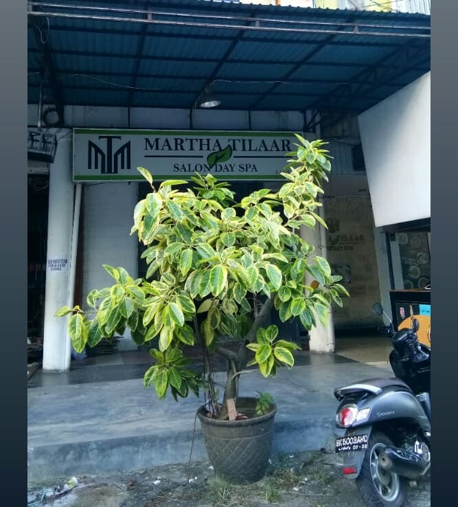 Martha Tilaar Salon Day Spa Aceh Banda Aceh photo