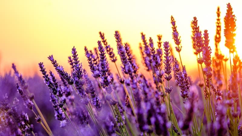 Massagepraxis Rebekka Hörler Wädenswil photo