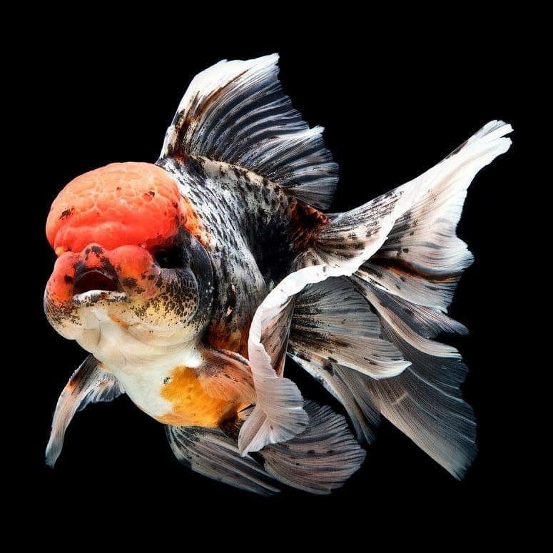 Mj goldfish aquatic Batu Berendam photo