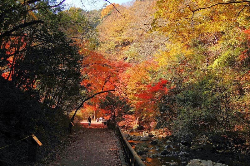 Momoji no Yakusou Kouso On'yoku Minoh City photo